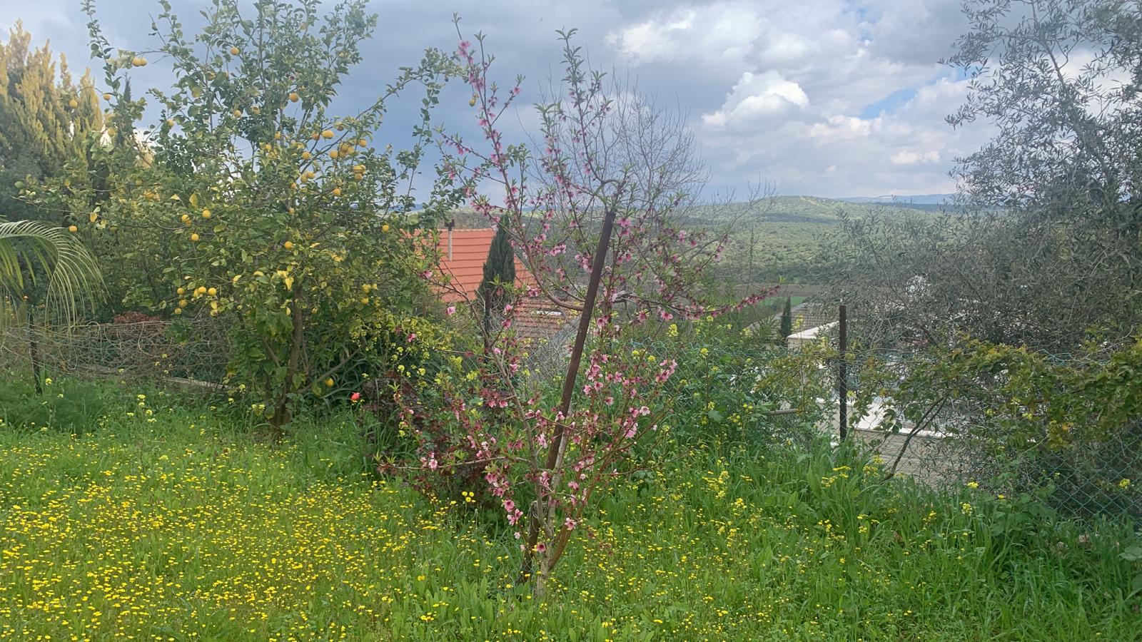 Moshav Srigim – Private house with large lot of land